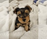 Tinker - Male Yorkshire Terrier Puppy for Sale - Small photo