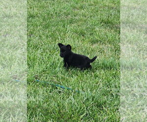 Mutt Dogs for adoption in Great Bend, KS, USA