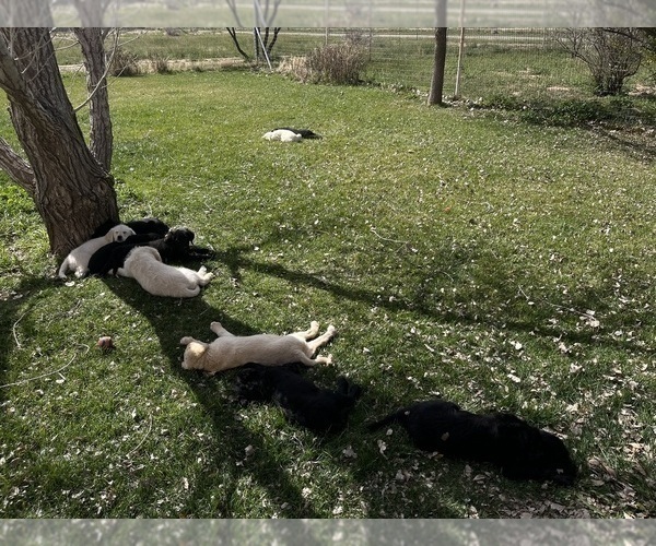 Medium Photo #2 Labradoodle Puppy For Sale in WILLCOX, AZ, USA