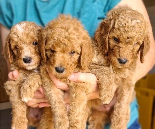 Medium Photo #2 Poodle (Standard) Puppy For Sale in WAGENER, SC, USA