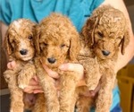 Small #1 Poodle (Standard)