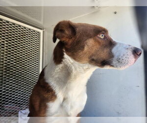 Collie Dogs for adoption in Bakersfield, CA, USA