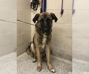 Anatolian Shepherd-German Shepherd Dog Mix Dogs for adoption in Conroe, TX, USA