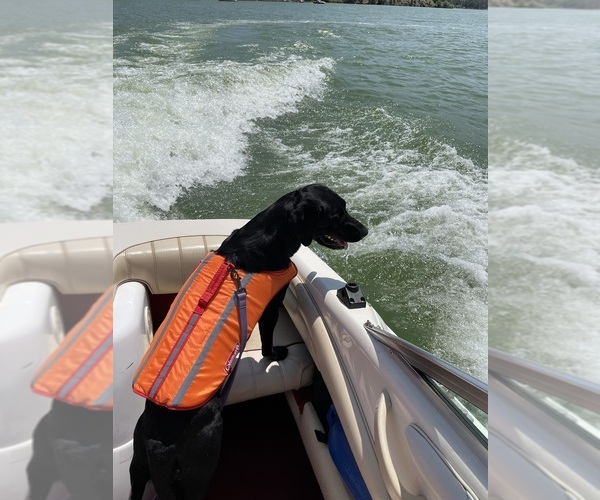 Medium Photo #1 Dachshund-Labrador Retriever Mix Puppy For Sale in MADRAS, OR, USA