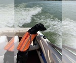 Small Photo #1 Dachshund-Labrador Retriever Mix Puppy For Sale in MADRAS, OR, USA