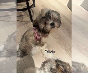 Shih Tzu Puppy for sale in WASHINGTON, DC, USA
