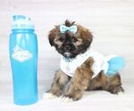 Small Photo #2 Zuchon Puppy For Sale in LAS VEGAS, NV, USA