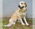 Small #3 Great Pyrenees Mix
