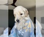 Small #1 Goldendoodle