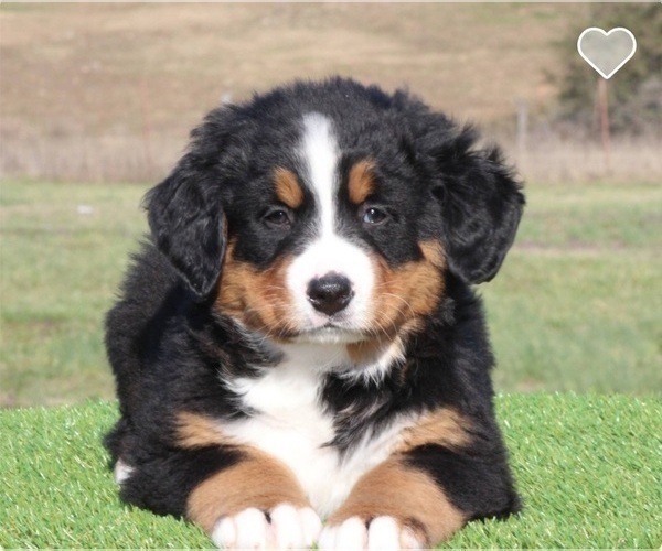 Medium Photo #1 Bernese Mountain Dog Puppy For Sale in CENTERVIEW, MO, USA