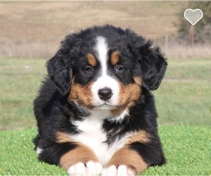 Bernese Mountain Dog Puppy for sale in CENTERVIEW, MO, USA
