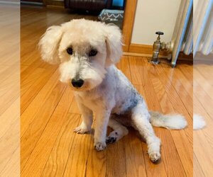 Poodle (Miniature)-Unknown Mix Dogs for adoption in New York, NY, USA