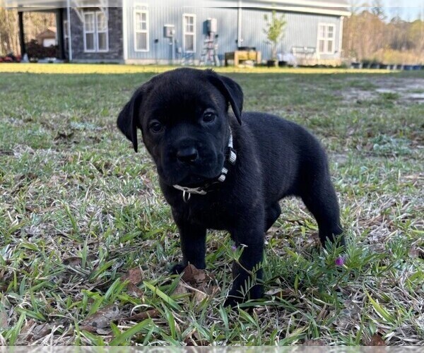 Medium Photo #48 Rotticorso Puppy For Sale in REEVESVILLE, SC, USA