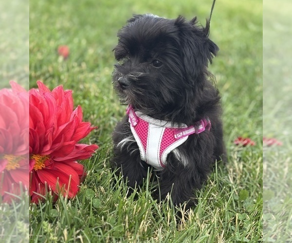 Medium Photo #9 Morkie Puppy For Sale in ROCK STREAM, NY, USA