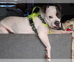 Small Photo #5 American Pit Bull Terrier-Unknown Mix Puppy For Sale in Germantown, OH, USA