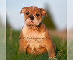 Puppy TANK AKC English Bulldog