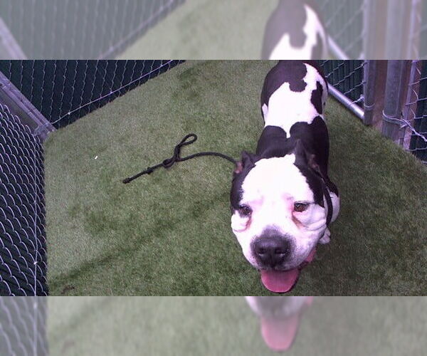 Medium Photo #1 American Pit Bull Terrier Puppy For Sale in Downey, CA, USA