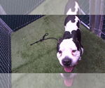 Small American Pit Bull Terrier