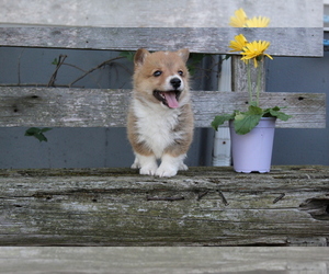 Pembroke Welsh Corgi Puppy for sale in EVART, MI, USA