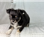 Small Photo #3 Chihuahua Puppy For Sale in BEAUMONT, TX, USA