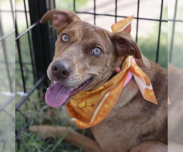 Medium Photo #1 Catahoula Leopard Dog-Vizsla Mix Puppy For Sale in San Antonio, TX, USA