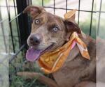 SOSA - Female Catahoula Leopard Dog-Vizsla Mix Dog for Adoption - Small photo
