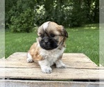 Small #2 Shih Tzu