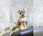 Small Photo #7 Schnauzer (Miniature) Puppy For Sale in SYRACUSE, IN, USA