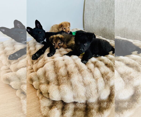 Medium Photo #5 Collie-Unknown Mix Puppy For Sale in Sandy, UT, USA