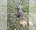 Small Photo #4 American Bully Puppy For Sale in PELAHATCHIE, MS, USA