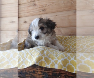 Bichon Frise-Miniature Australian Shepherd Mix Puppy for sale in CANON CITY, CO, USA