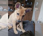Small #3 Retriever  Mix