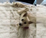 Small Photo #155 Pomsky Puppy For Sale in LOVELAND, CO, USA
