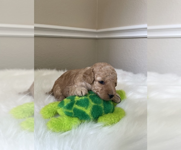Medium Photo #7 Poodle (Toy) Puppy For Sale in PLANO, TX, USA