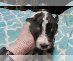 Medium Shetland Sheepdog