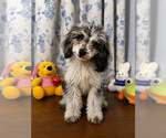 Small #5 Cavapoo (Miniature)