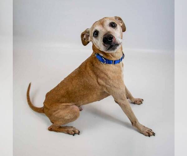 Medium Photo #5 Greyhound-Jack Russell Terrier Mix Puppy For Sale in Kennesaw, GA, USA