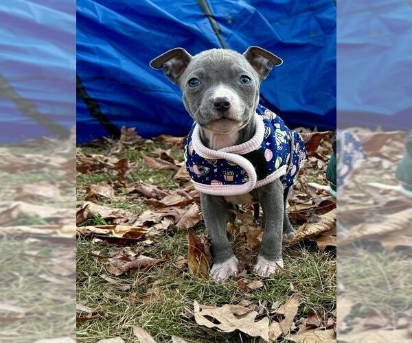Medium Photo #3 American Pit Bull Terrier-American Staffordshire Terrier Mix Puppy For Sale in Chester, VA, USA