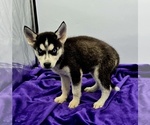 Small #2 Siberian Husky