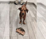 Small #1 Basset Hound-Labrador Retriever Mix
