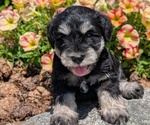 Puppy Micah Schnauzer (Miniature)
