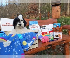 Saint Berdoodle-Sheepadoodle Mix Puppy for sale in MILLVILLE, MN, USA
