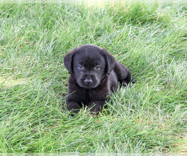 Medium Photo #2 Labrador Retriever Puppy For Sale in SYRACUSE, IN, USA