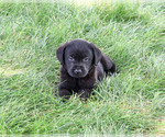 Small #1 Labrador Retriever
