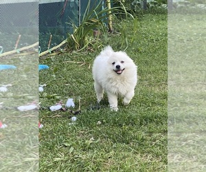 American Eskimo Dog Puppy for sale in SAINT PAUL, MN, USA