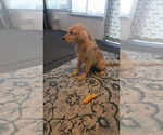 Small Photo #4 English Cream Golden Retriever Puppy For Sale in ELVERTA, CA, USA