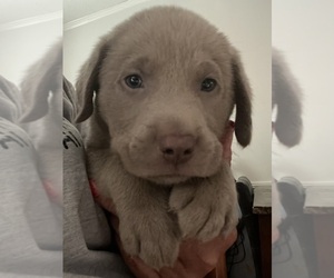 Labrador Retriever Puppy for sale in OSYKA, MS, USA