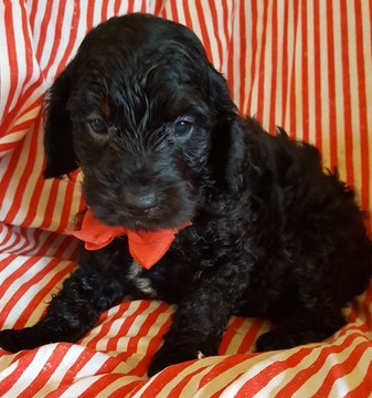 Medium Photo #1 Cocker Spaniel-Poodle (Miniature) Mix Puppy For Sale in EXETER, MO, USA