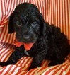 Small Photo #1 Cocker Spaniel-Poodle (Miniature) Mix Puppy For Sale in EXETER, MO, USA