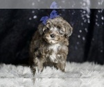 Small #4 Morkie